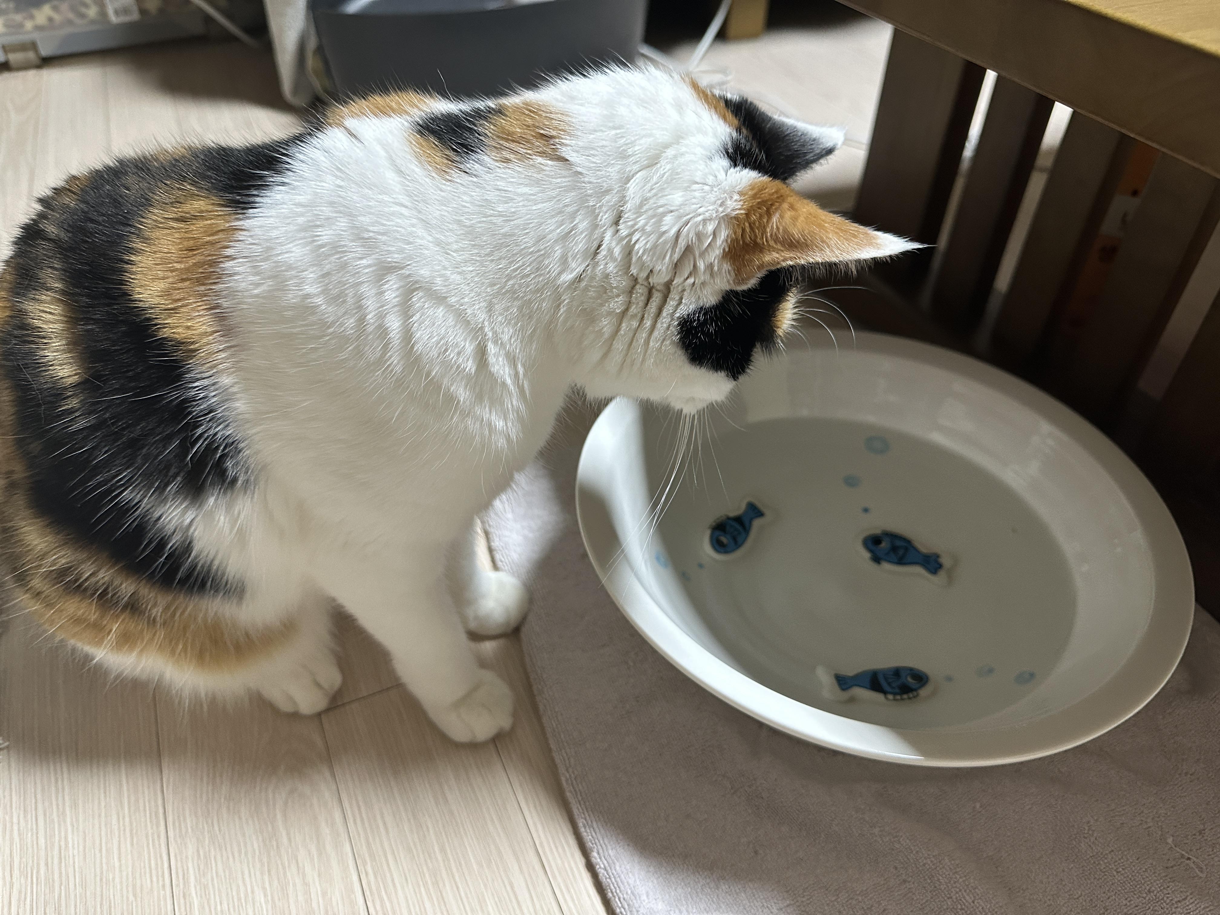 수반을_뚫어져라_보고_있는_요미