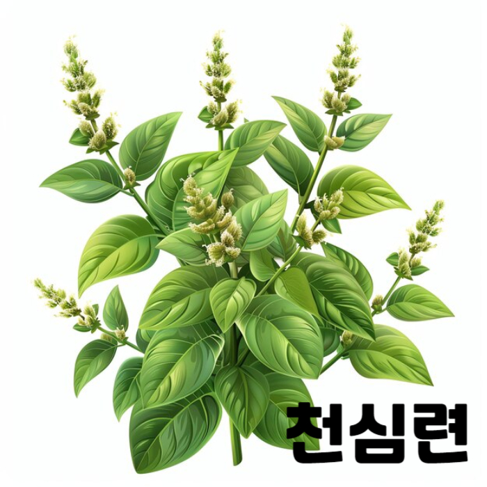 천심련 (1)