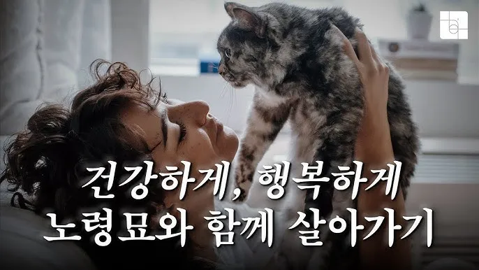 노령 고양이 필수 관리법 4가지 건강 지키기_4
