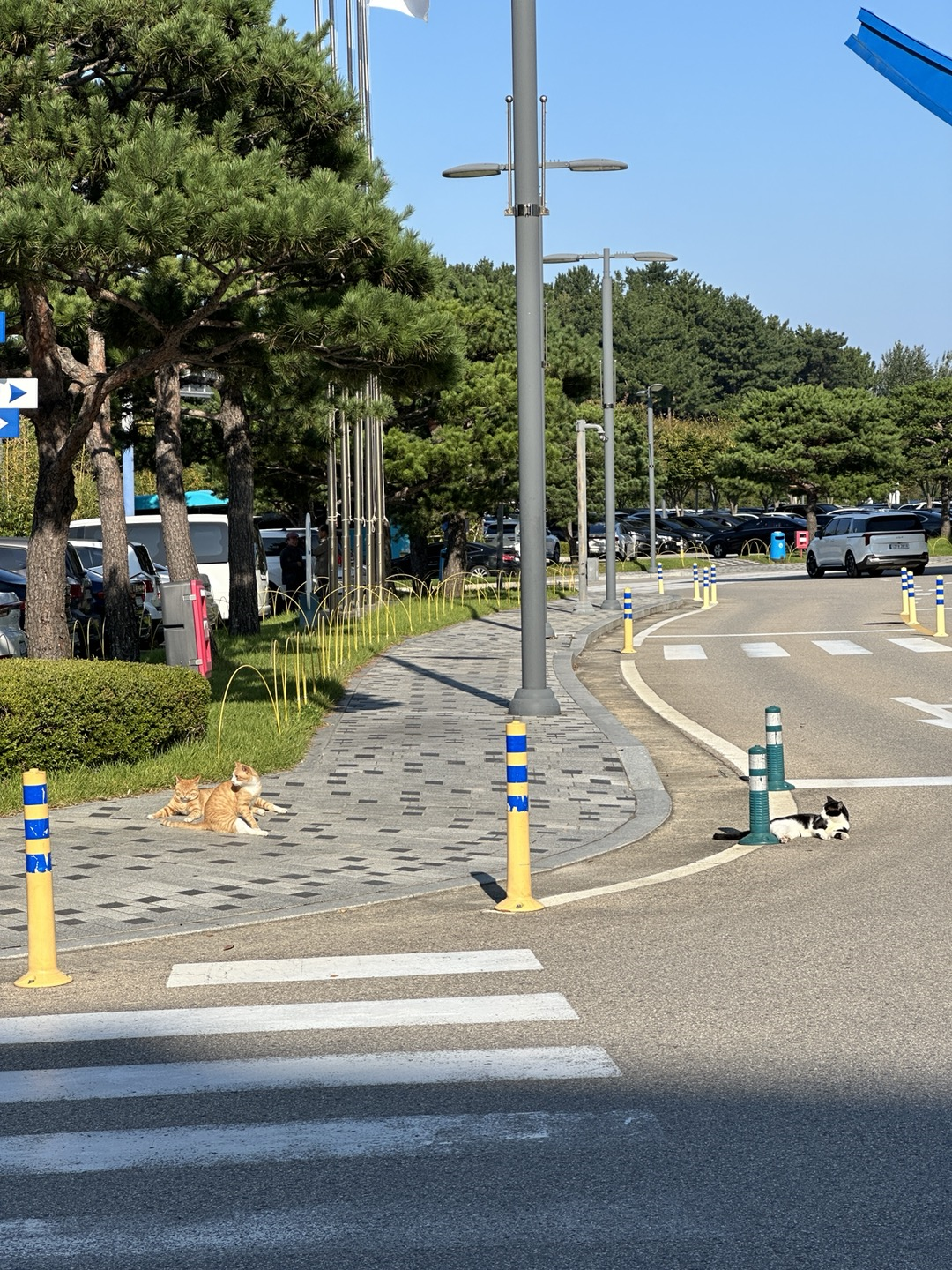 오션플레이 앞 고양이 3마리