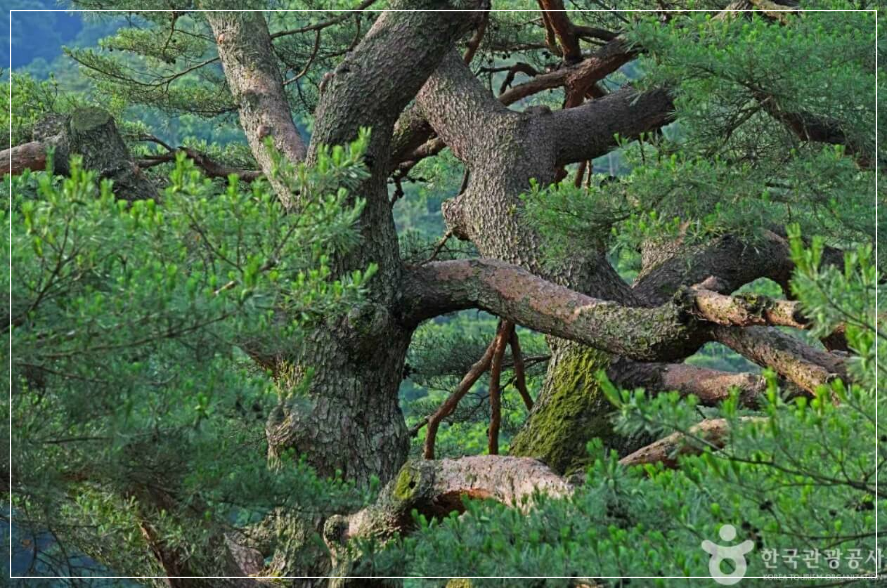 보은 가볼만한곳 베스트10 보은 서원리 소나무