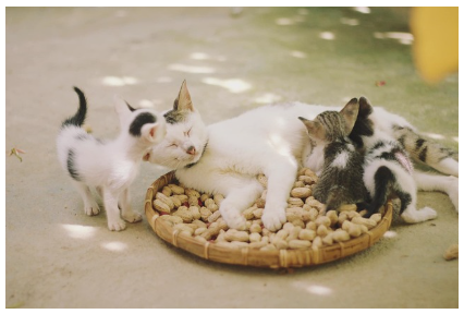 고양이가 화장실 밖에 실수하는 이유 - 환경 스트레스 점검과 대처법