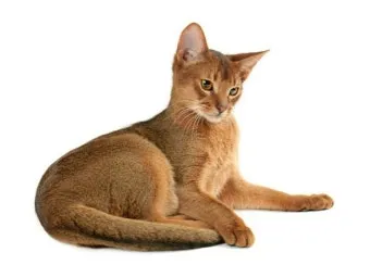 아비니시안 고양이 유전병_2