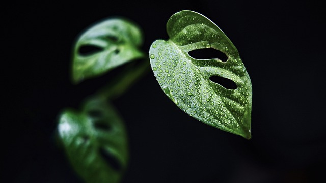 희귀한 몬스테라 종류와 관리법: 알보 vs 타이콘