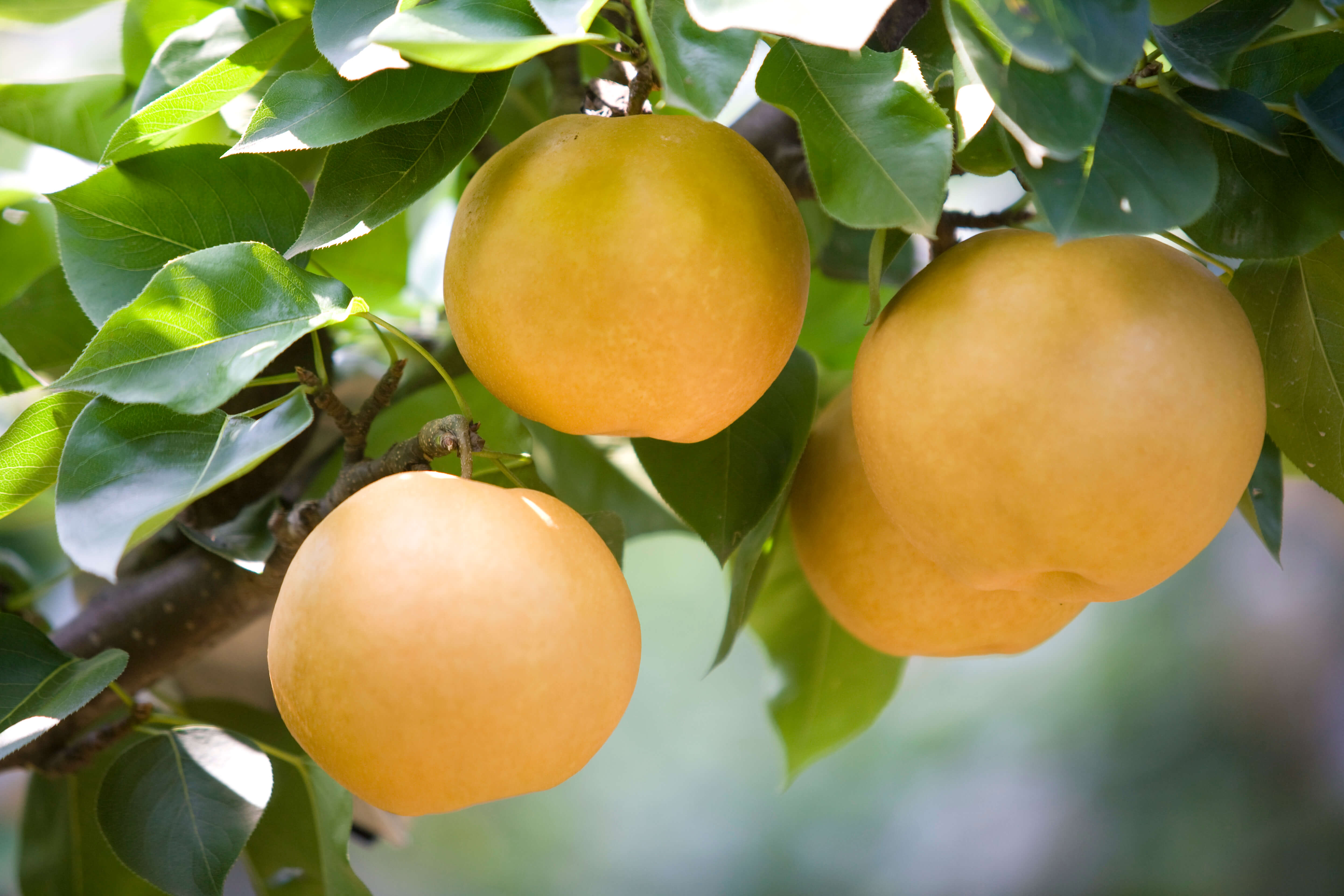 배 효능 부작용 총정리