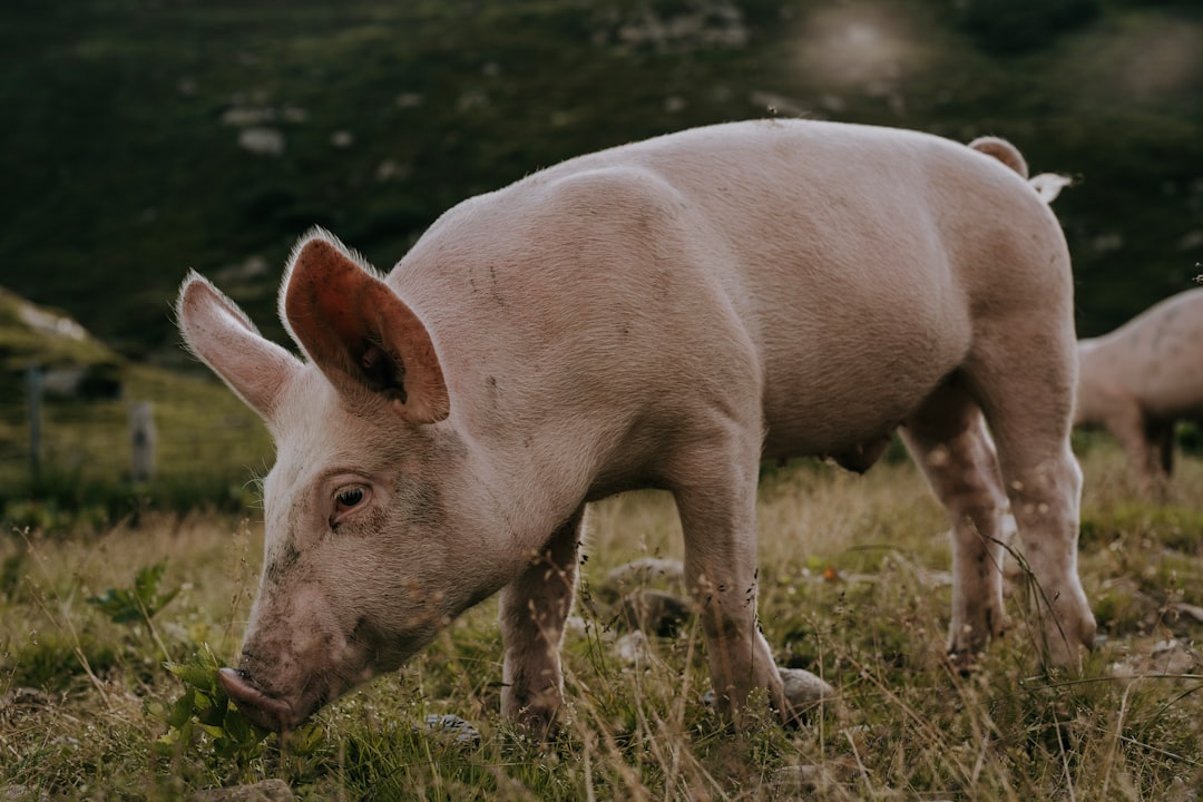 Pig