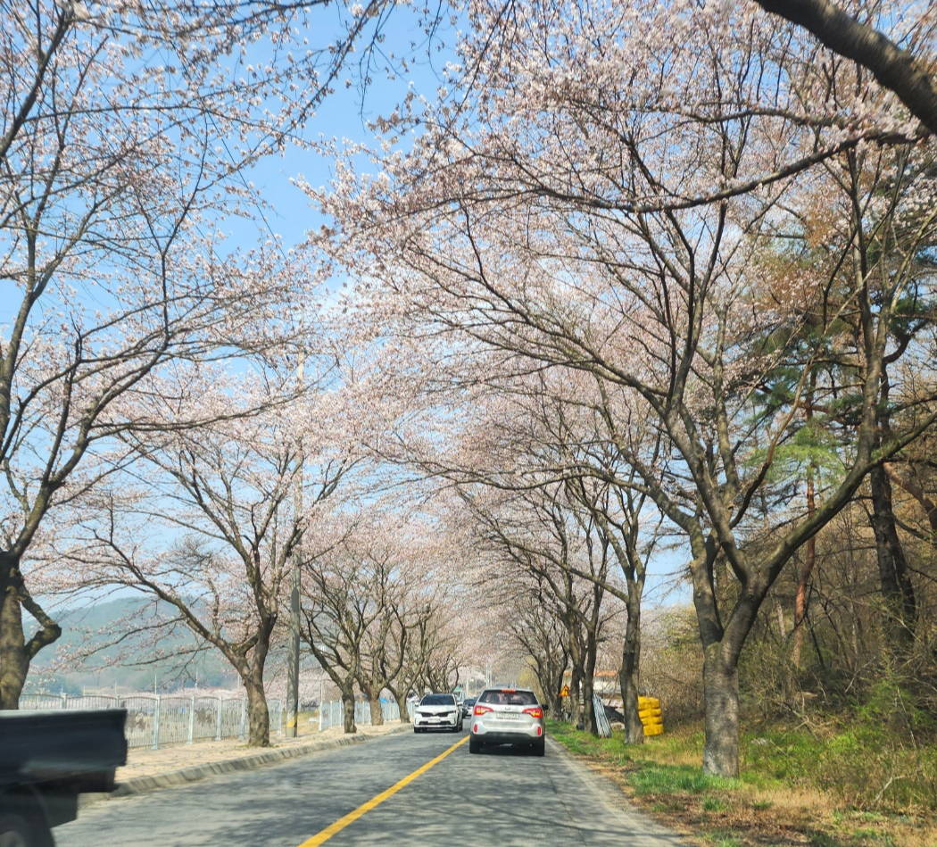 주산 벚꽃길 드라이브