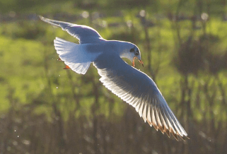 나는 꿈, 날으는 꿈, 날아오르는 꿈