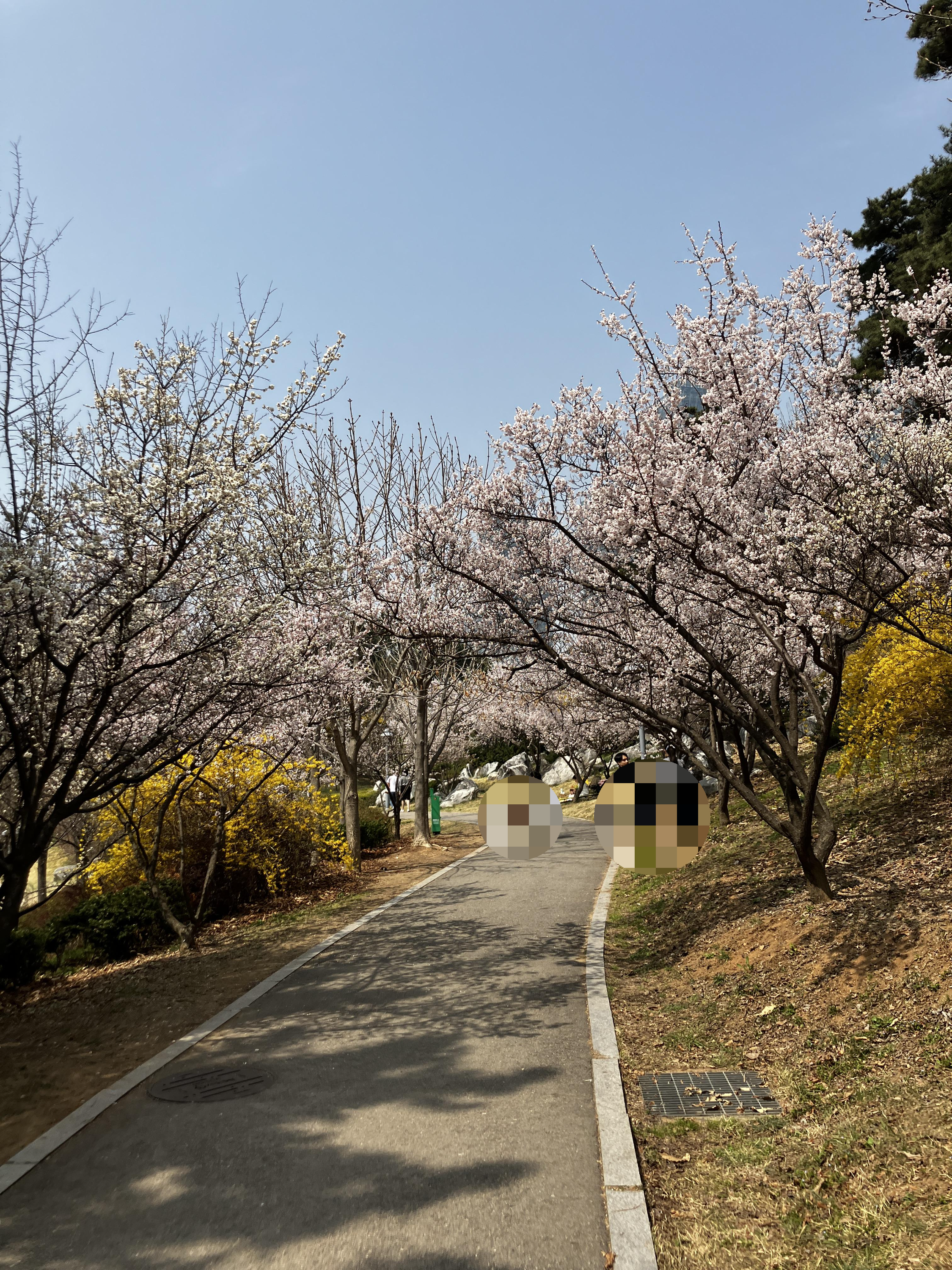 벚꽃구경 송도 센트럴파크 공원