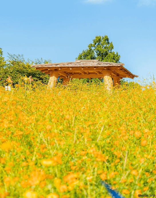 올림픽공원들꽃마루