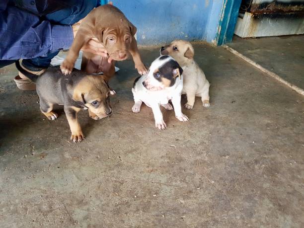 강아지 사회화 교육 방법