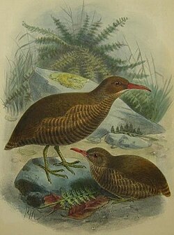 희귀조류 뉴칼레도니아 뜸부기 – 세상에서 가장 고요한 섬이 지켜온 비밀의 새