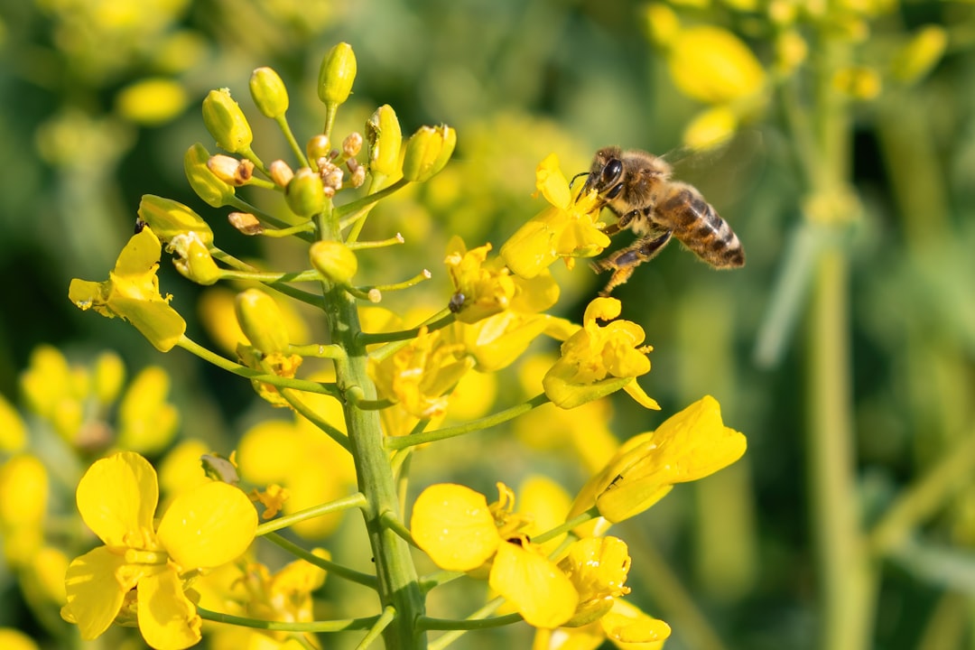 Canola