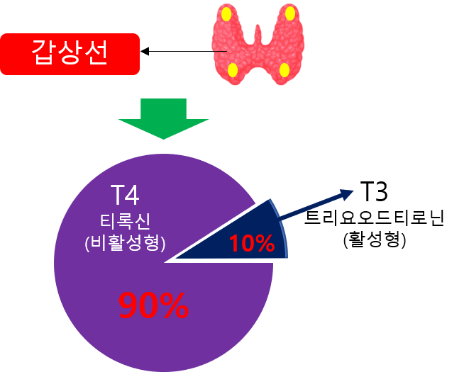 갑상선 호르몬의 종류