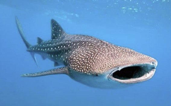 보홀-고래상어투어