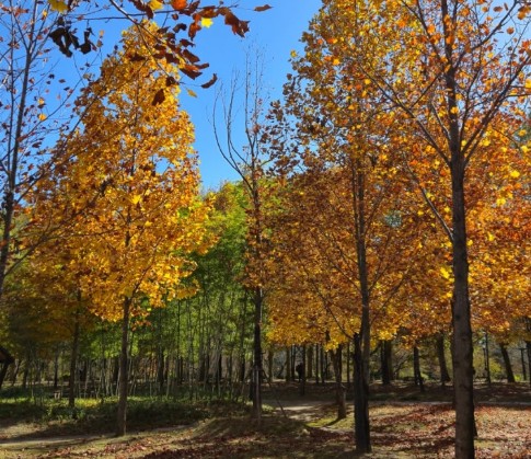 전남 은행나무 단풍 명소 관방제림 은행나무