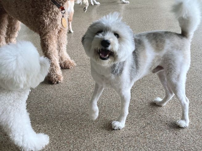 서울 강아지 유치원 비용