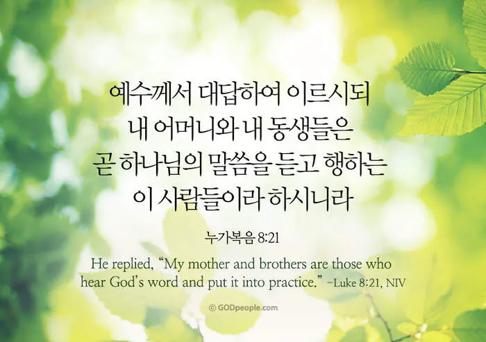 매일성경 묵상과 깨달음(누가복음 8장 1-15절) 씨 뿌리는 자의 비유 말씀_6