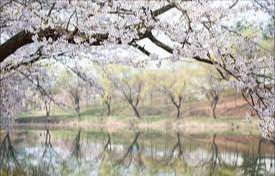 경상북도 영남대 벚꽃 벚꽃 명소 베스트 5 벚꽃시기 만개시기 드라이브 코스