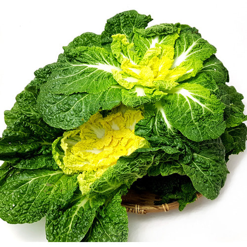 봄동 보관법! 신선함 유지하는 최고의 방법