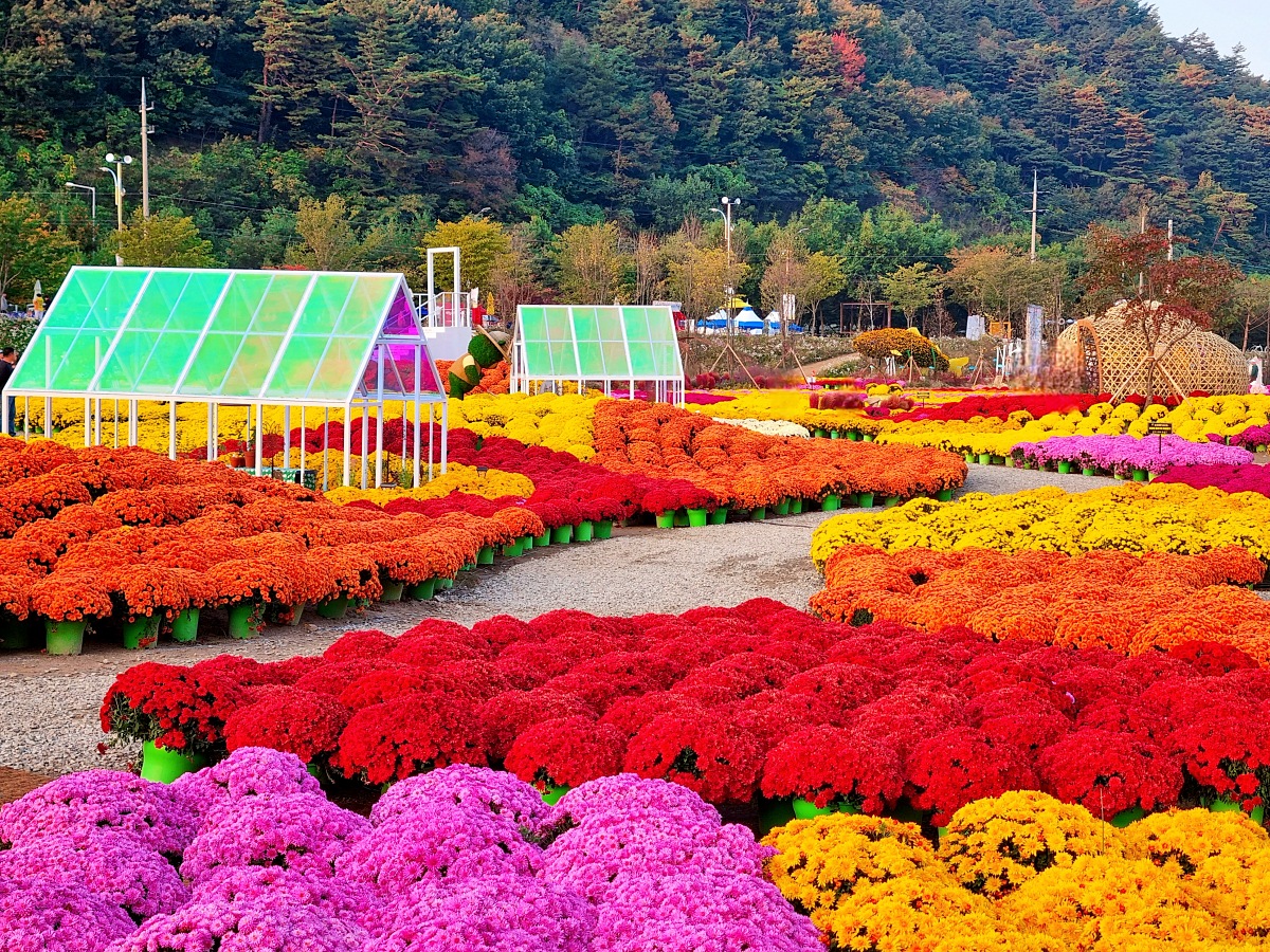 2024 강원도 인제 가을꽃 축제: 꽃길만 걷자 노을빛 국화 풍경&amp;#44; 단풍 후기 (10.17.)