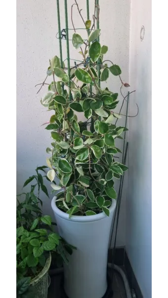 호야 키우기 꽃피우기 번식법 알고 물주기_4