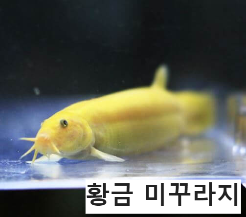 미꾸라지 중 간혹 황금색미꾸라지가 나오기도 한다