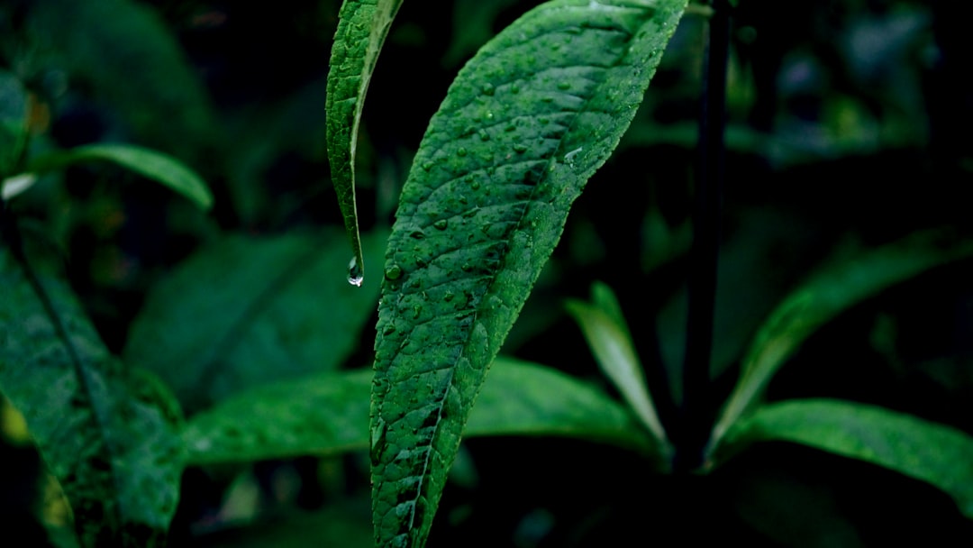 Plant extract