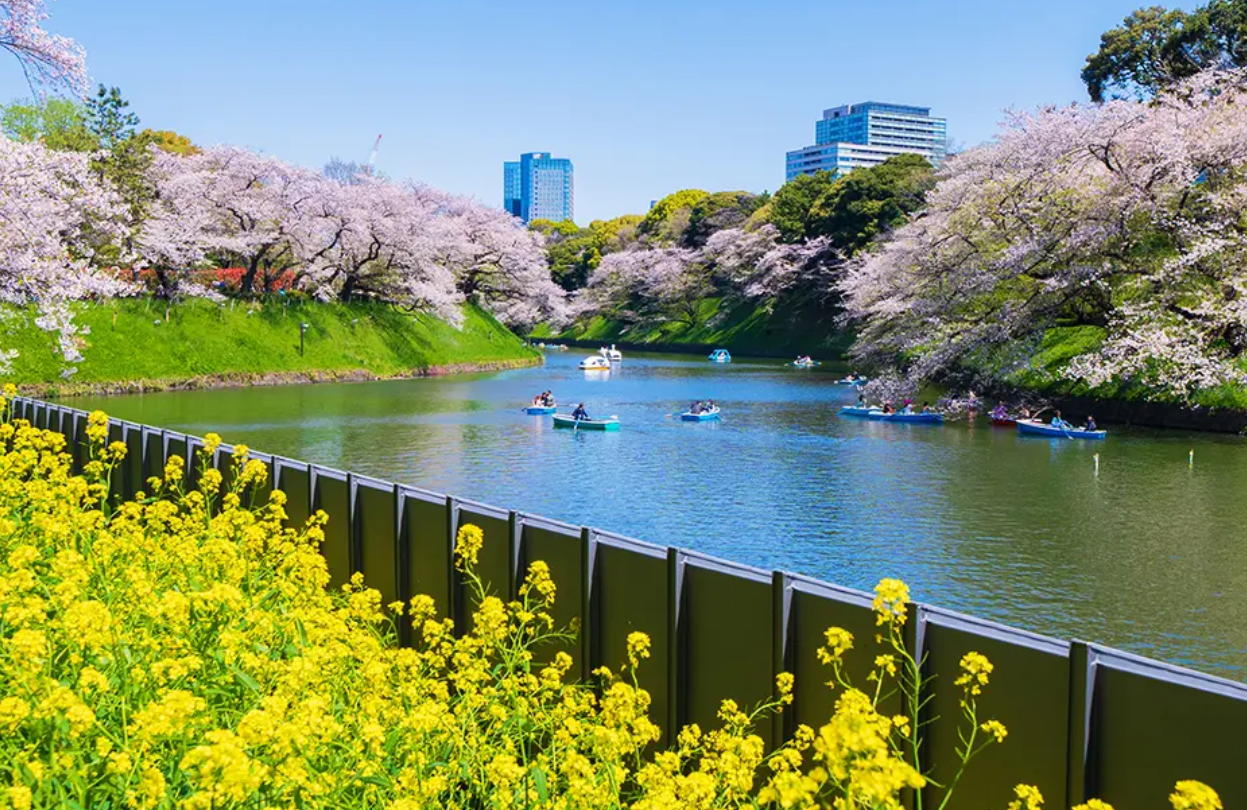 일본 도쿄 우에노 공원 벚꽃 풍경 사진