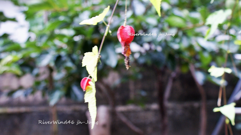 브라질 아부틸론,Brazilian Abutilon 식물 정보