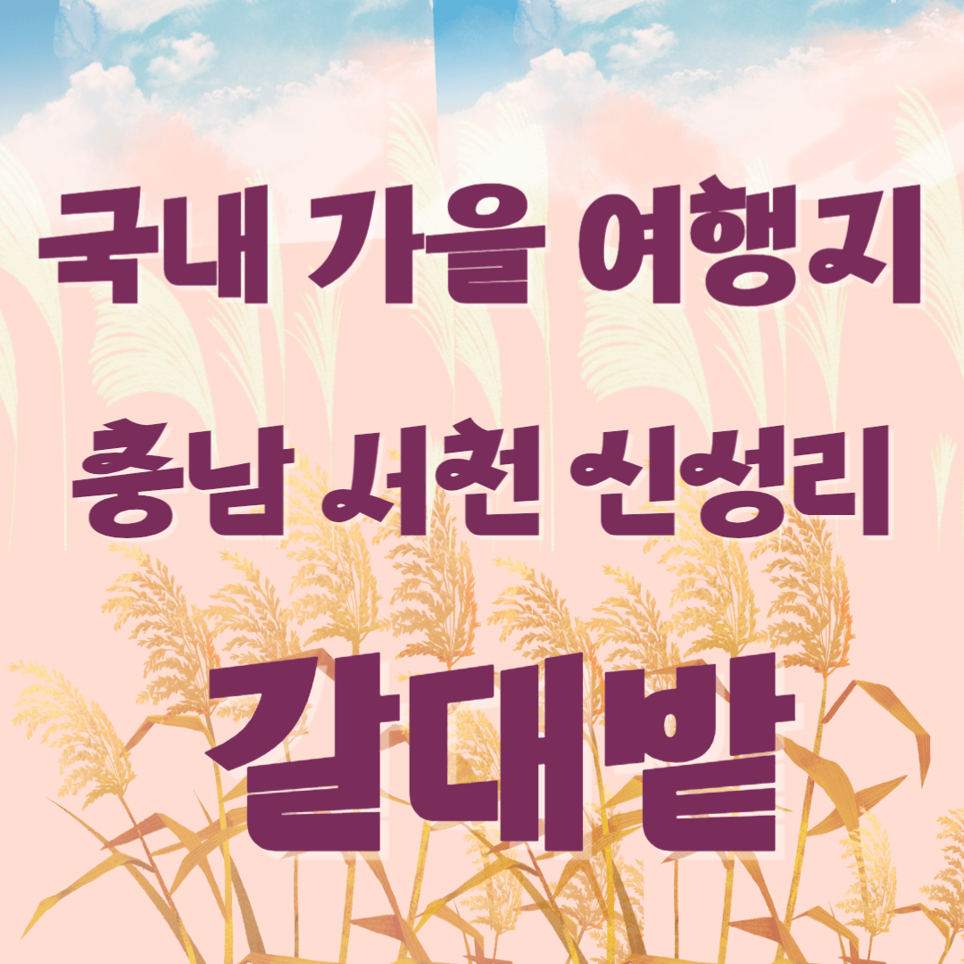 국내 가을 여행지 충남 서천 신성리 갈대밭