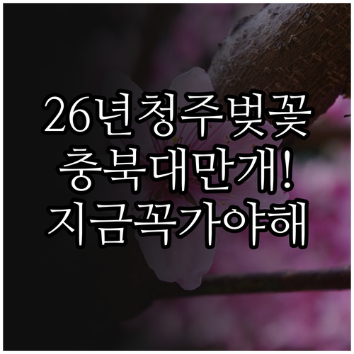 2026년 청주 벚꽃 만개 시기 및 ..