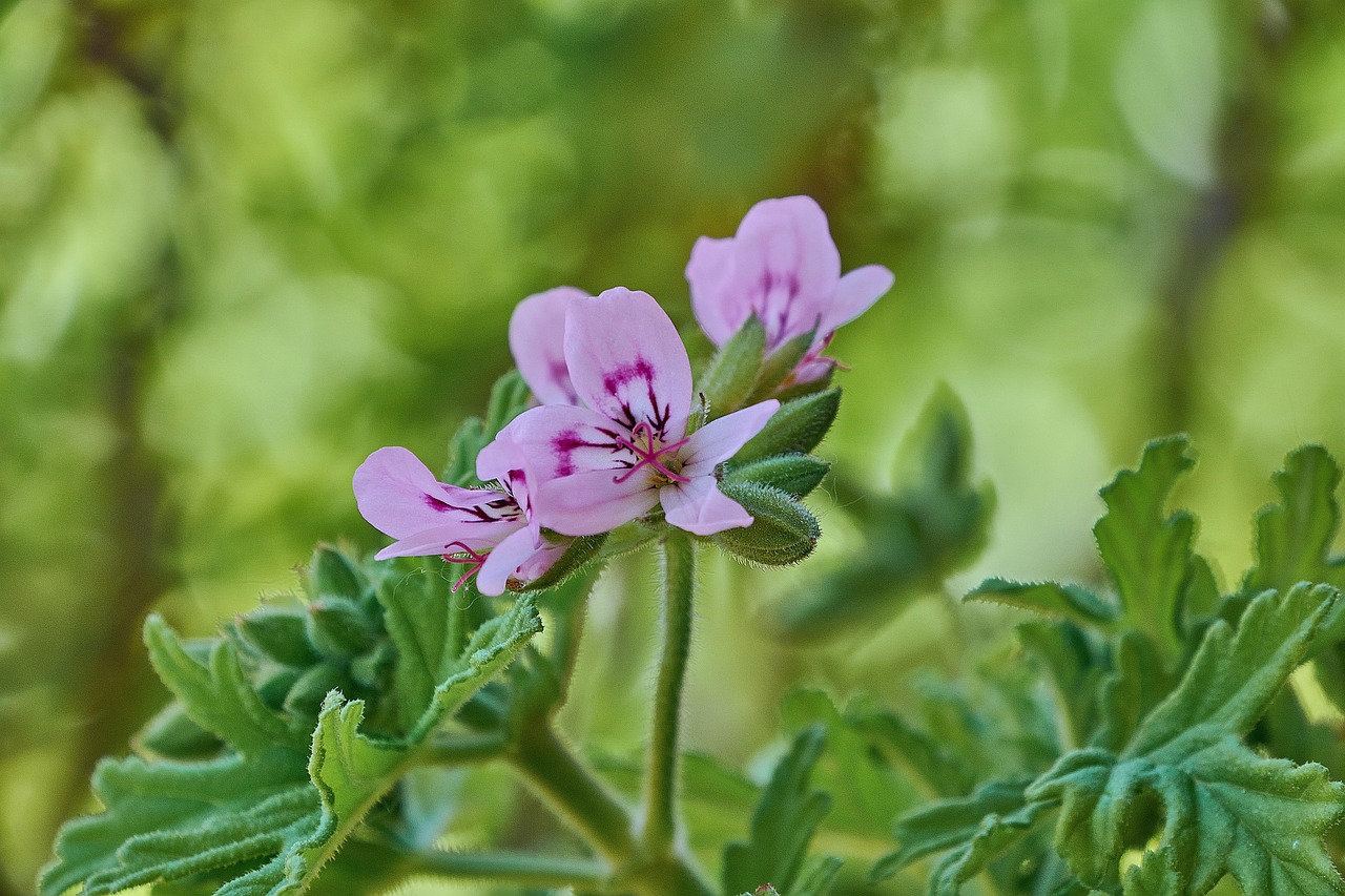 제라늄 에센셜오일 활용 레시피 5가지