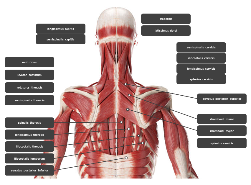 등 주변 근육 요약