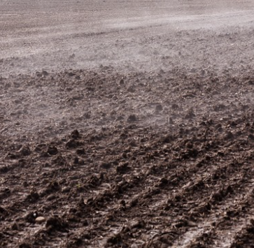 서리태 파종시기