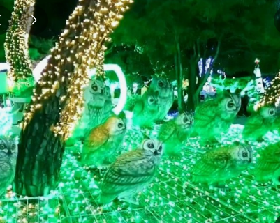 365일 빛축제 가을에 꼭 가봐야할 빛축제 BEST 5