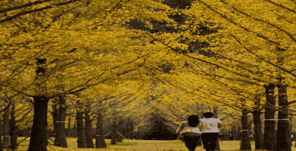 홍천 은행나무 숲: 10월에만 열리는 아름다운 사랑의 숲
