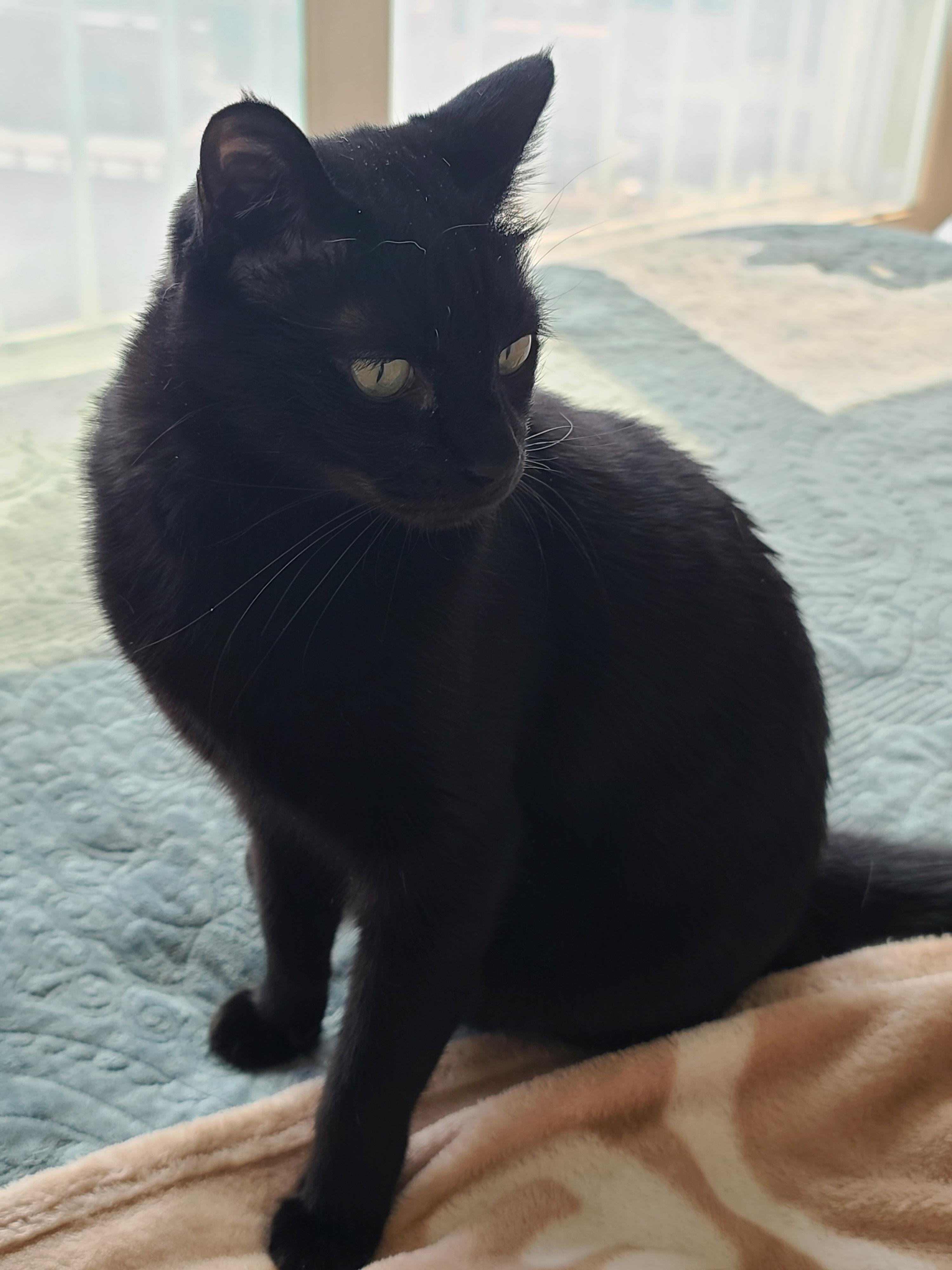 일요일 아침. 봄햇살에 기분이 좋은 고양이들.