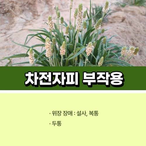 차전자피 부작용