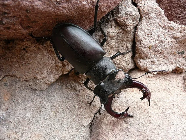 유익균&middot;유해균 개념을 장뇌축에 적용할 때의 기준과 한계