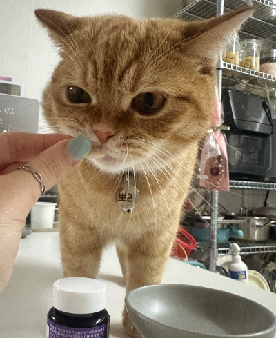 집사가 손에 든 캡슐형 유산균의 냄새를 맡고 있는 치즈 고양이 뽀리와 보라색 유산균 통