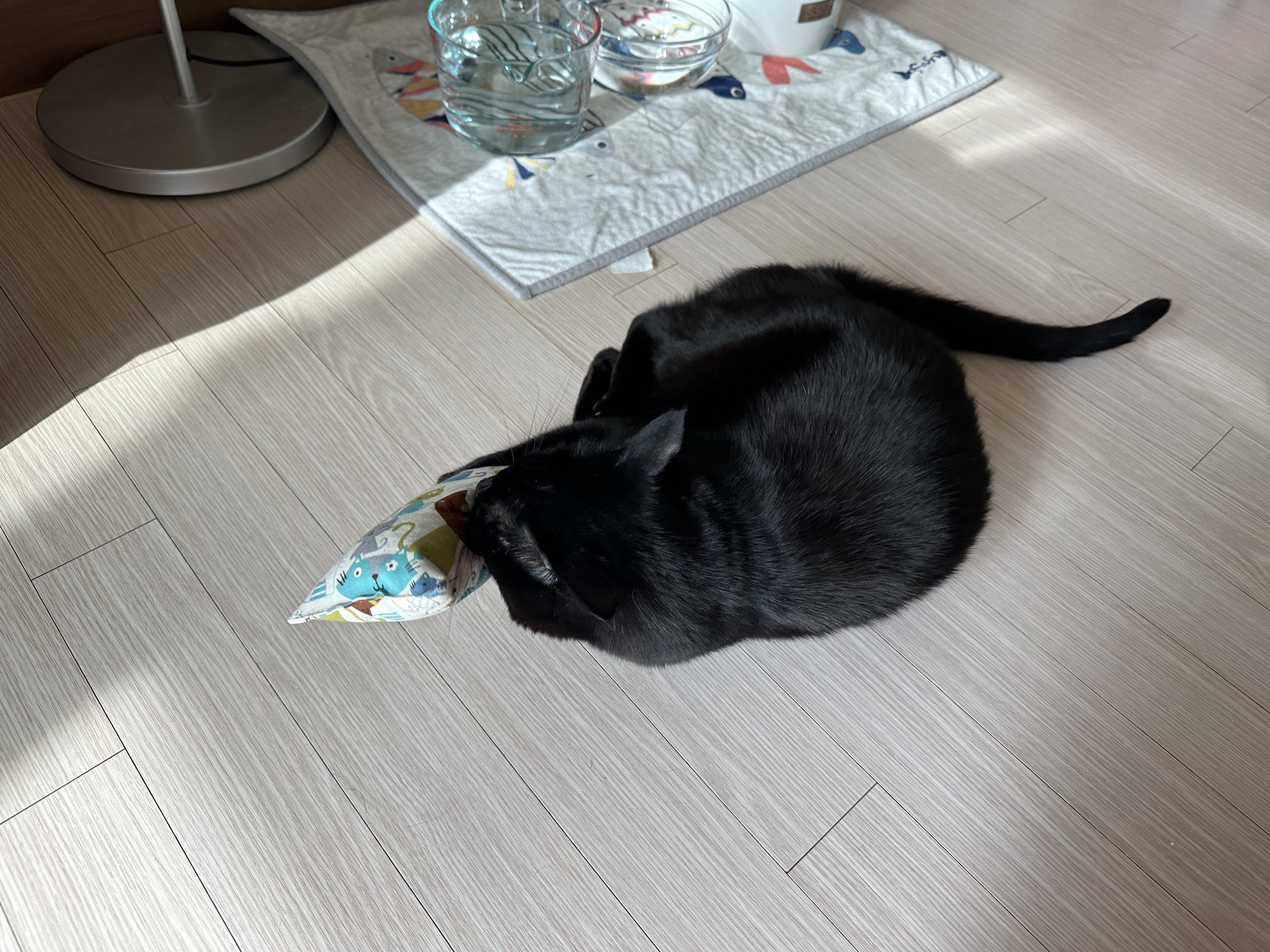 캣닢쿠션에 대한 아홉냥이들의 반응 (feat.이날의 MVP도 역시 두리)