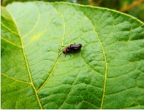 러브버그 퇴치방법12