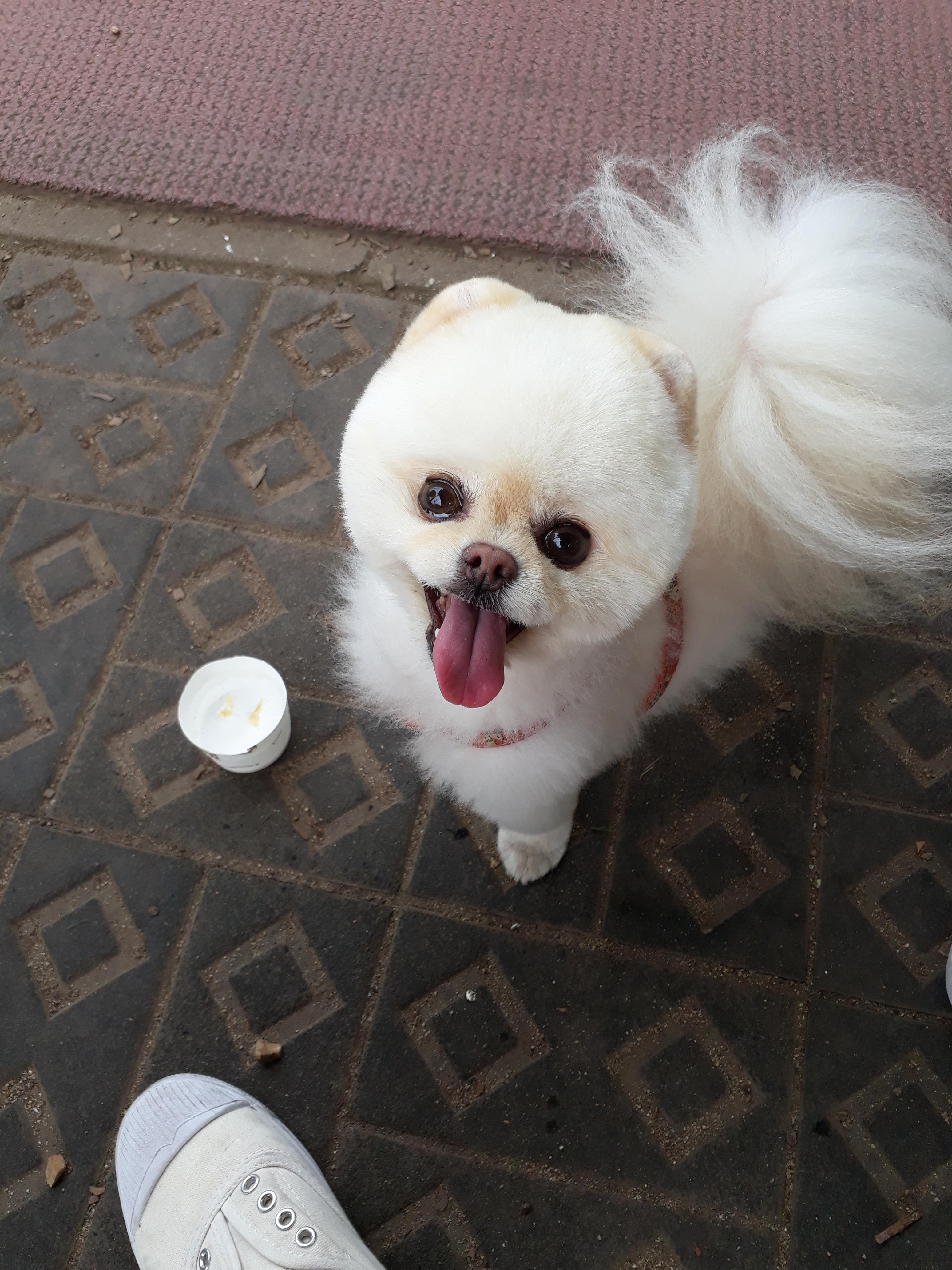 강아지 재채기 하는 이유 7가지 : 멈추는 방법