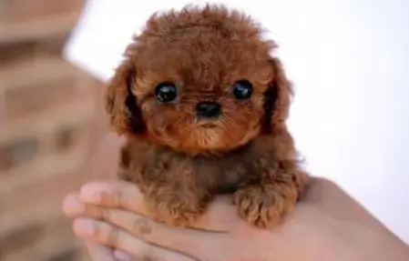 펫샵 전문견사 입양비용