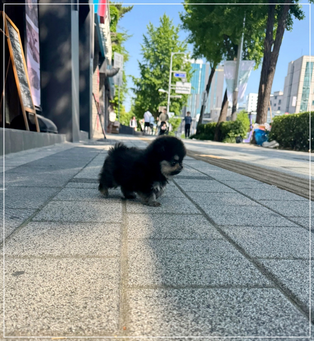 블랙탄 포메라니안 산책하는 모습