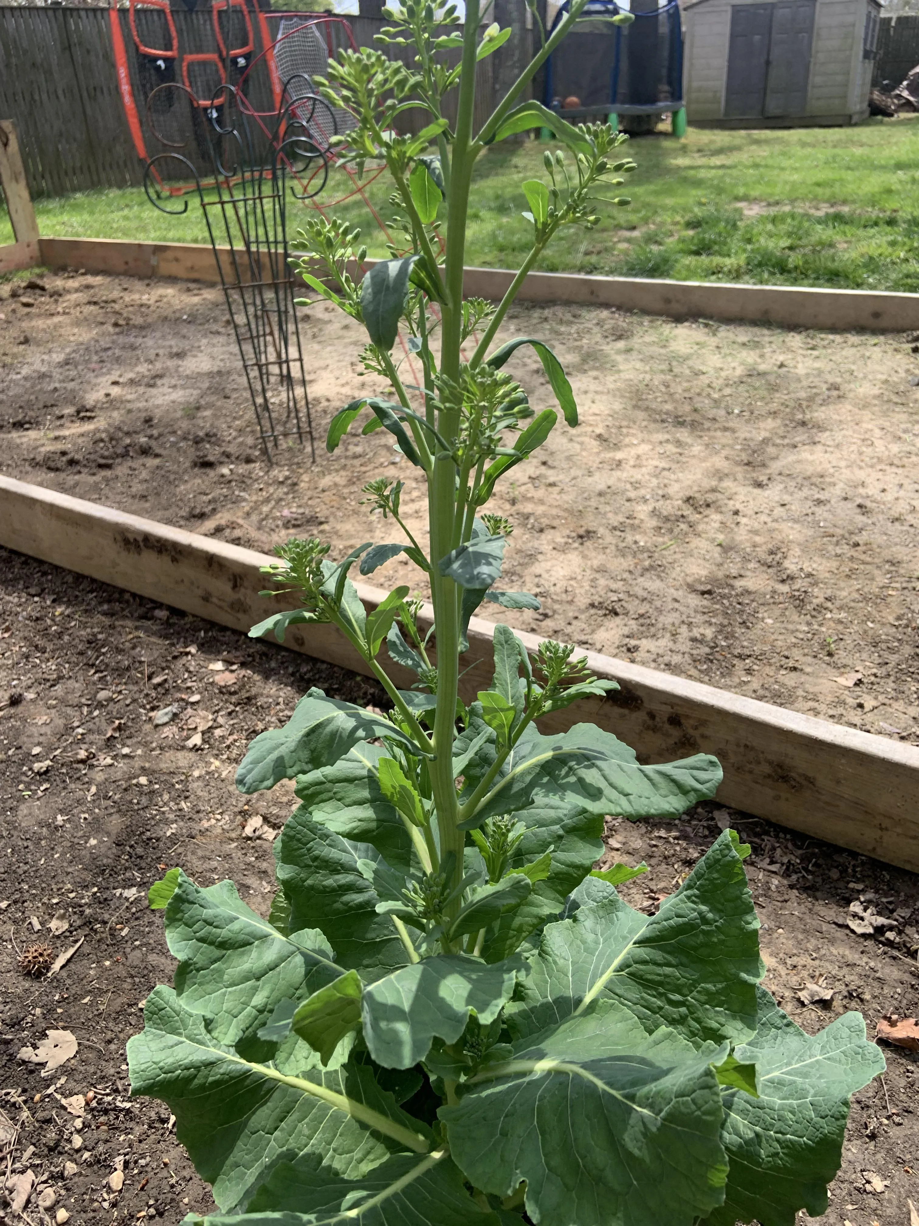 브뤼셀스프라우트 재배 육묘 포인트 추대 방지 수확 팁_3