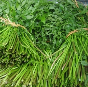 미나리 효능 부작용 고르는법 칼로리