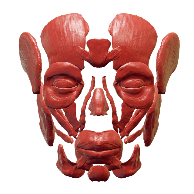 머리의 근육 muscles of head