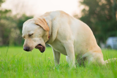 기침을 하는 개